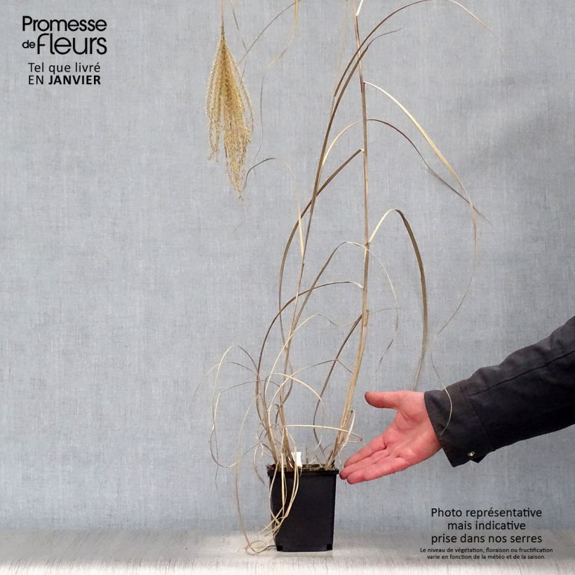 Exemplar von Chinaschilf Rotsilber - Miscanthus sinensis Kleine Töpfe von 8/9 cm wie im Winter geliefert