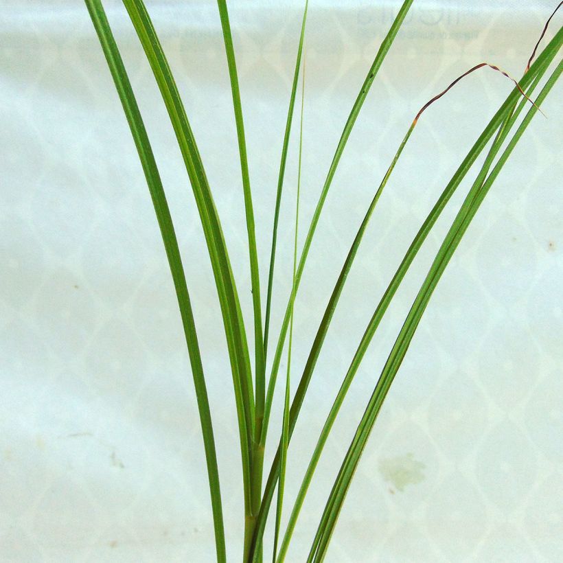 Chinaschilf Sarabande - Miscanthus sinensis (Foliage)