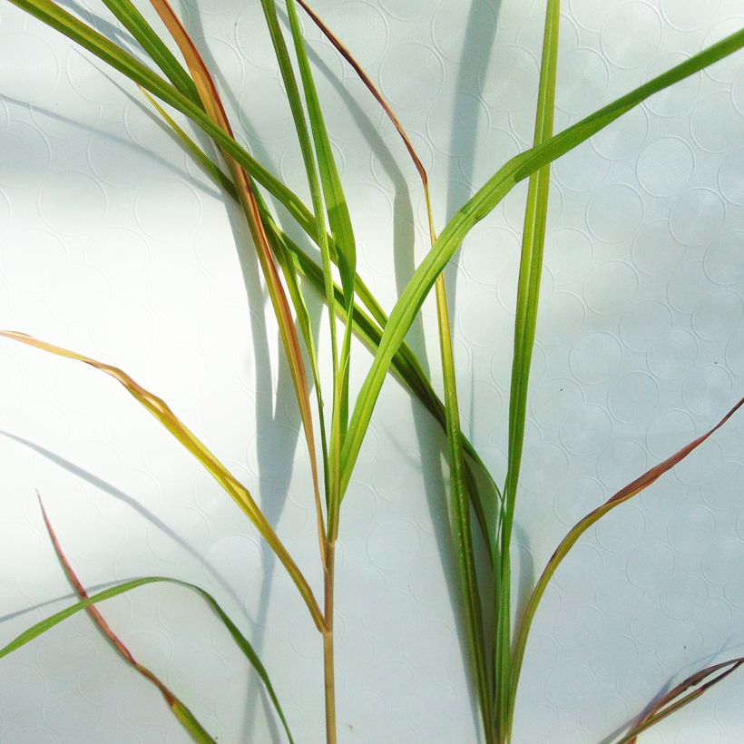 Chinaschilf Silberfeder - Miscanthus sinensis (Foliage)