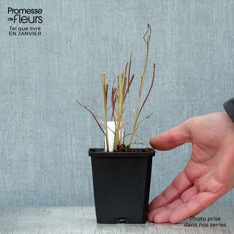 Exemplar von Chinaschilf Silberfeder - Miscanthus sinensis Kleine Töpfe von 8/9 cm wie im Winter geliefert