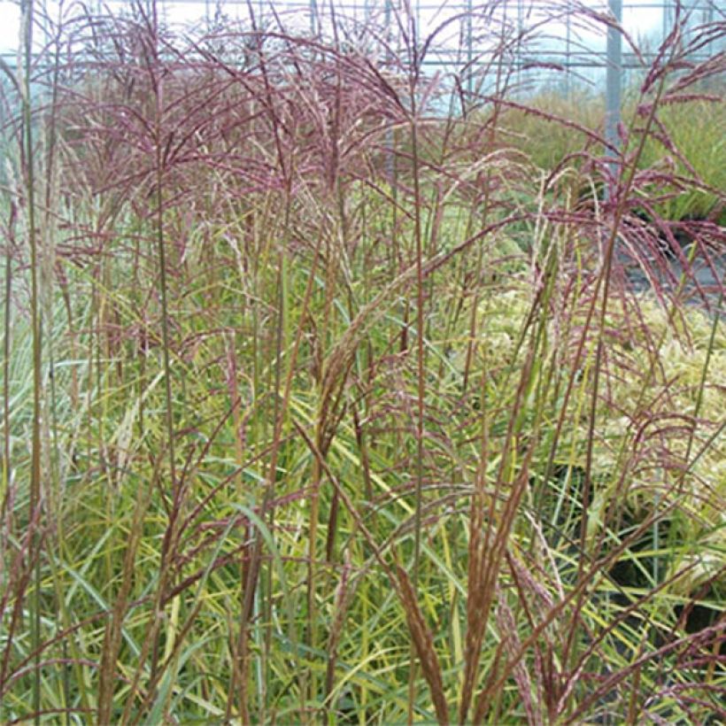 Chinaschilf Silberspinne - Miscanthus sinensis (Foliage)