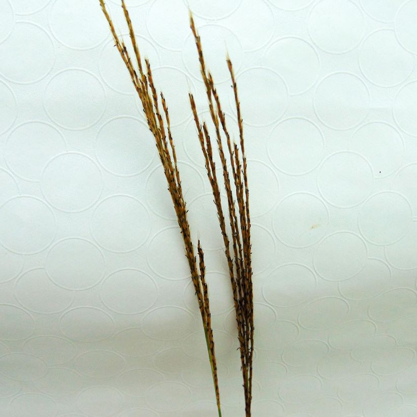 Chinaschilf Silberspinne - Miscanthus sinensis (Flowering)