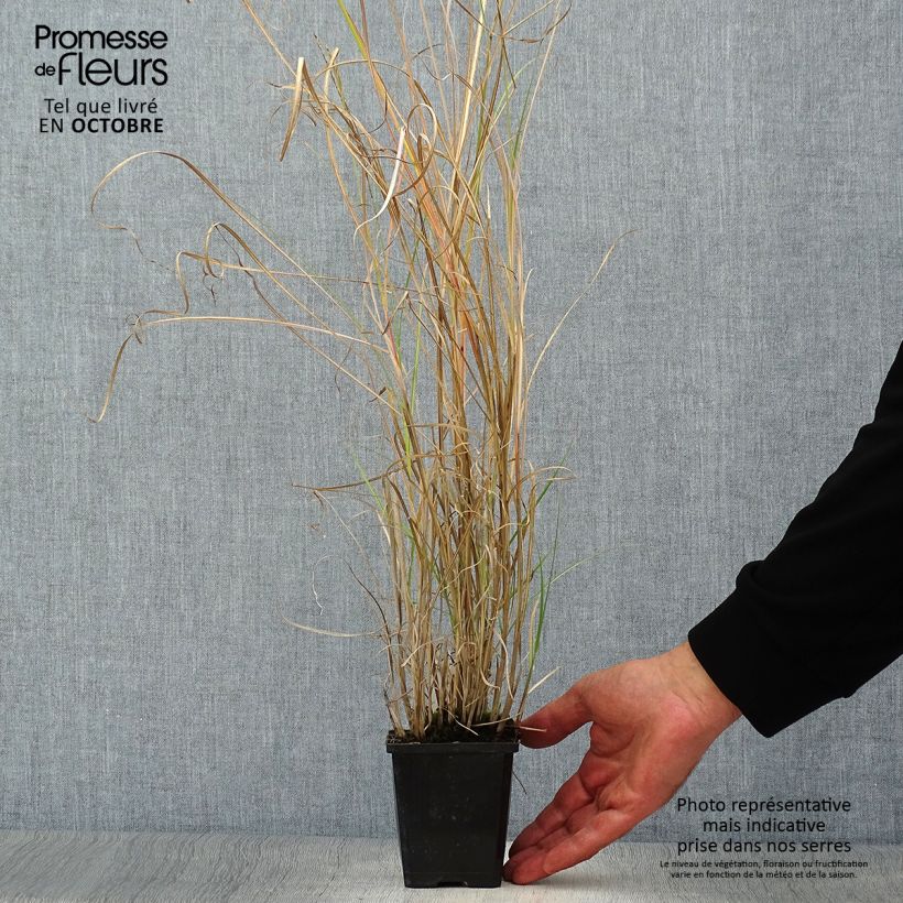 Example of Chinaschilf Silberspinne - Miscanthus sinensis Kleine Töpfe von 8/9 cm as you get in automne