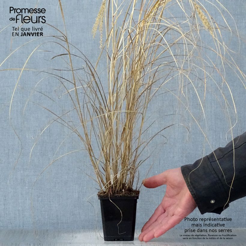 Exemplar von Chinaschilf Silberspinne - Miscanthus sinensis Kleine Töpfe von 8/9 cm wie im Winter geliefert