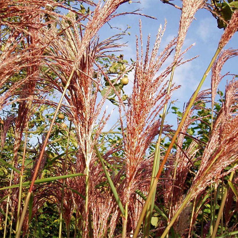 Chinaschilf Sirene - Miscanthus sinensis (Foliage)
