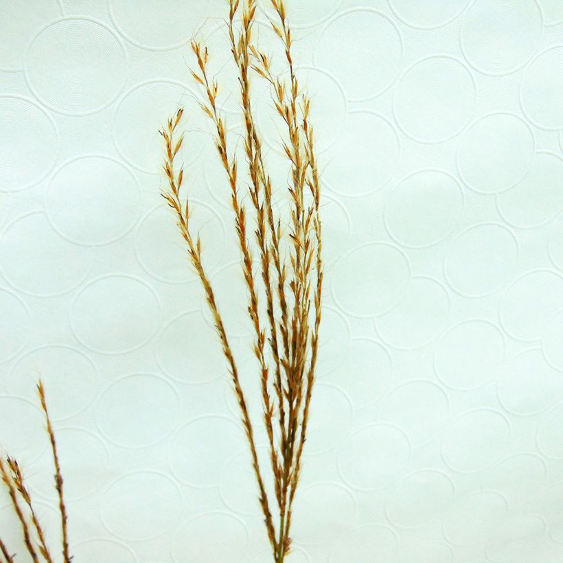 Chinaschilf Sirene - Miscanthus sinensis (Flowering)