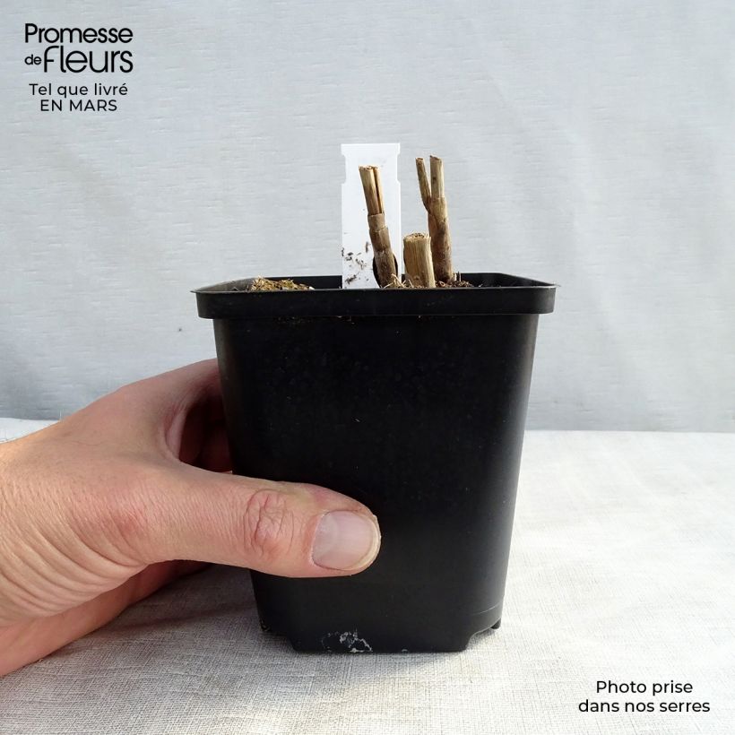 Exemplar von Chinaschilf Sirene - Miscanthus sinensis Kleine Töpfe von 8/9 cm wie im Frühjahr geliefert