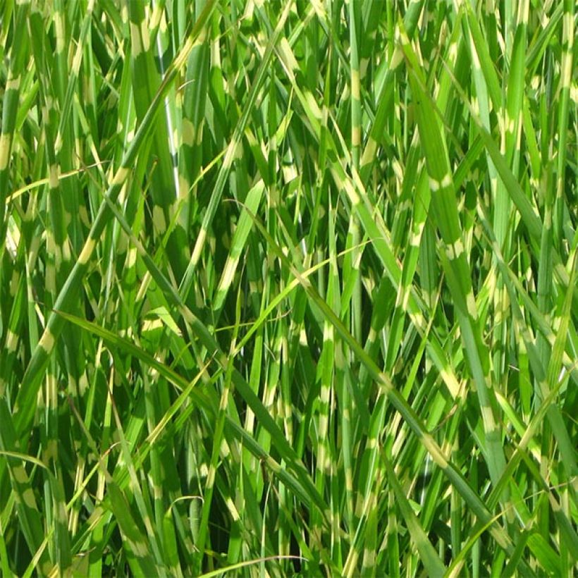 Chinaschilf Strictus - Miscanthus sinensis (Foliage)
