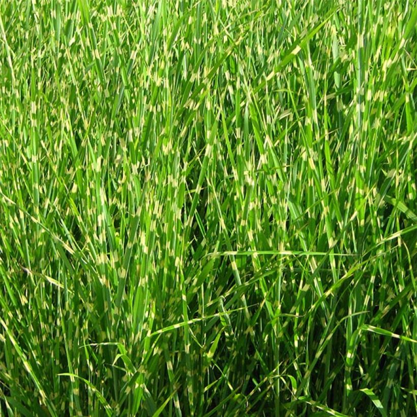 Chinaschilf Strictus - Miscanthus sinensis (Plant habit)