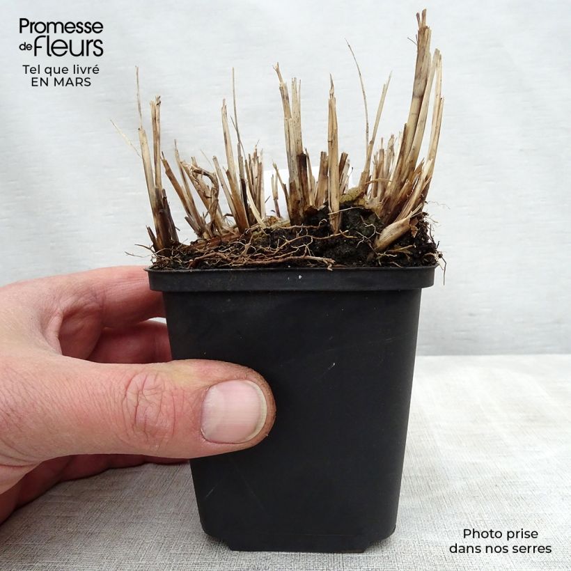 Exemplar von Chinaschilf Strictus Dwarf - Miscanthus sinensis Kleine Töpfe von 8/9 cm wie im Frühjahr geliefert
