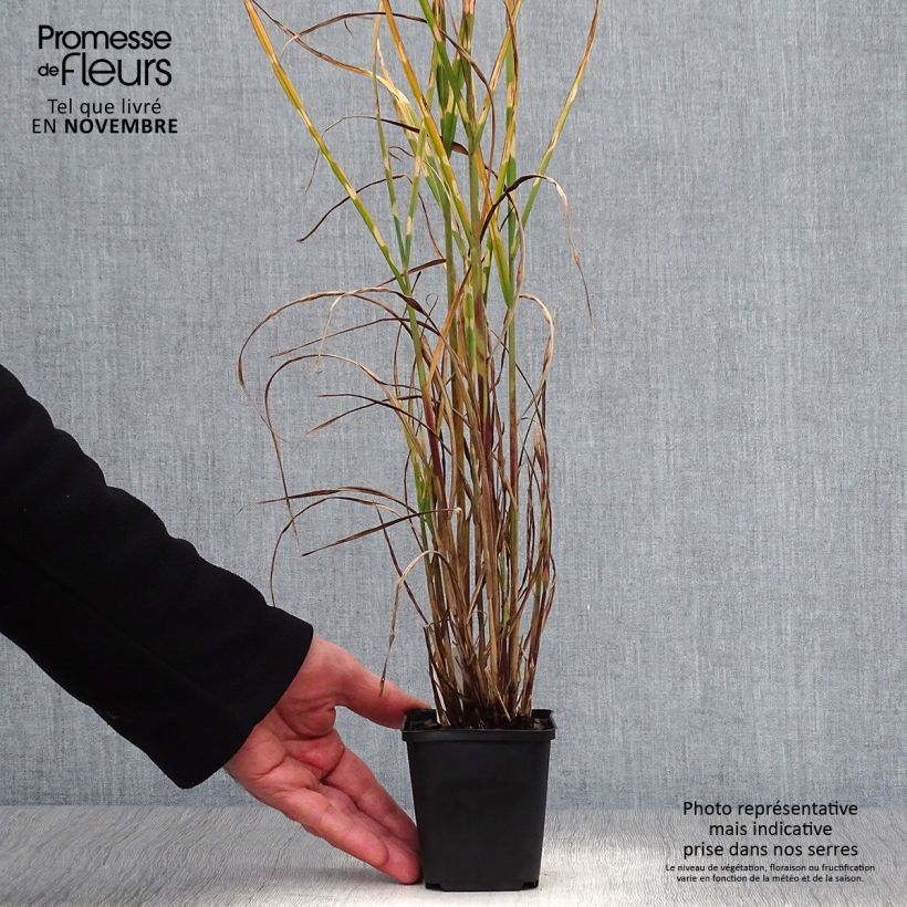Example of Chinaschilf Strictus - Miscanthus sinensis Kleine Töpfe von 8/9 cm as you get in automne