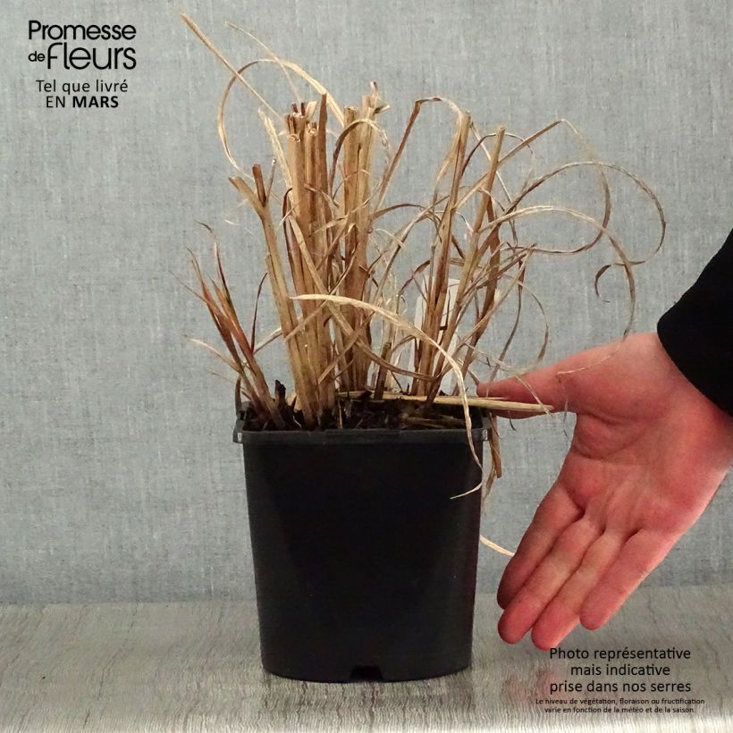 Exemplar von Chinaschilf Strictus - Miscanthus sinensis Topf mit 2L/3L wie im Winter geliefert