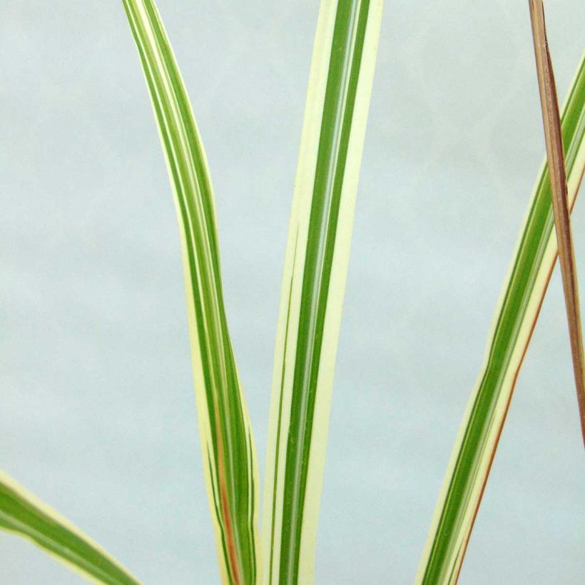 Chinaschilf Variegatus - Miscanthus sinensis (Foliage)