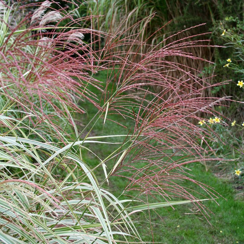 Chinaschilf Variegatus - Miscanthus sinensis (Flowering)