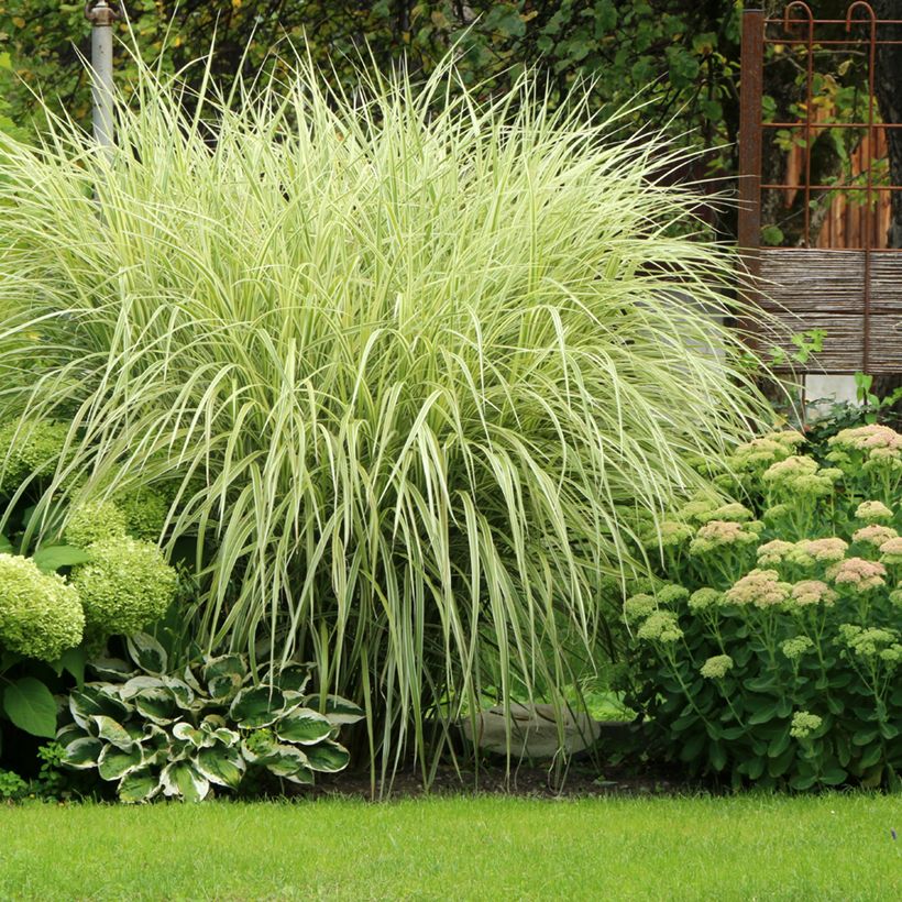 Chinaschilf Variegatus - Miscanthus sinensis (Plant habit)
