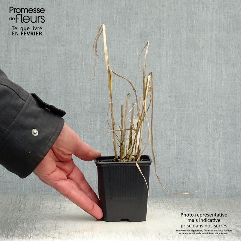 Exemplar von Chinaschilf Variegatus - Miscanthus sinensis Kleine Töpfe von 8/9 cm wie im Winter geliefert