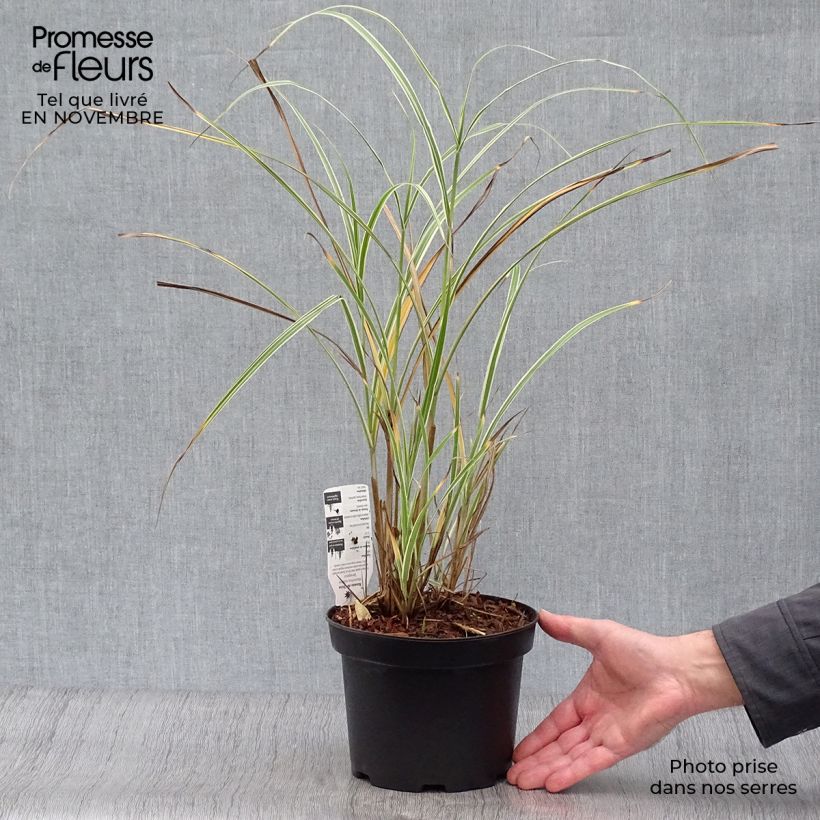 Example of Chinaschilf Variegatus - Miscanthus sinensis Topf mit 2L/3L as you get in automne