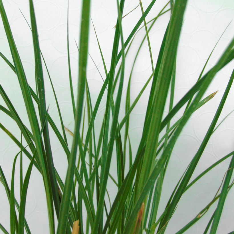 Chinaschilf Yaku-Jima - Miscanthus sinensis (Foliage)