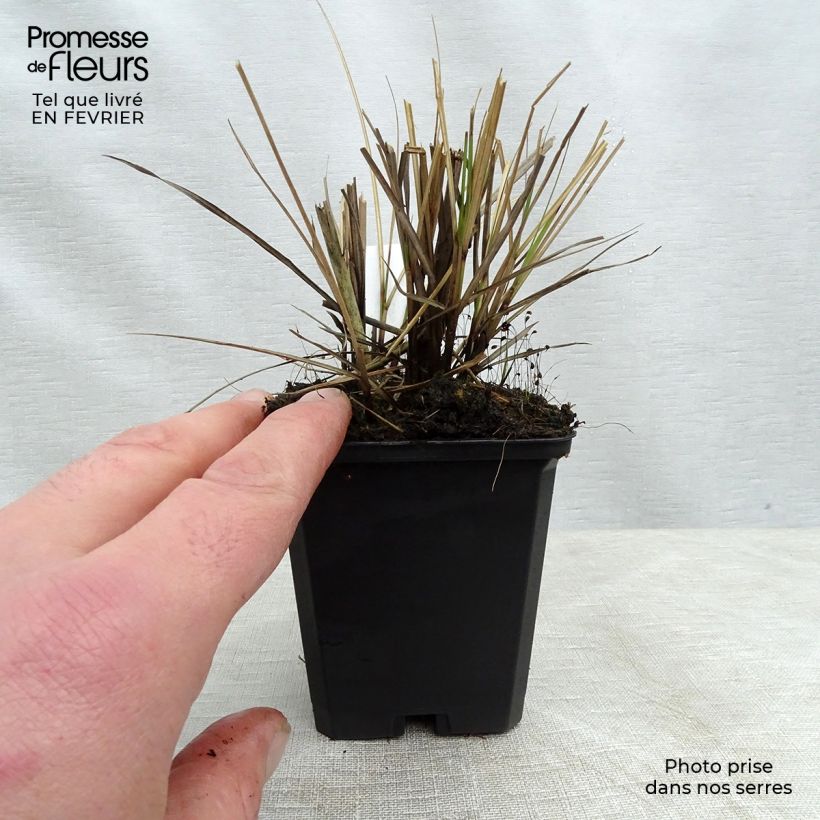 Exemplar von Chinaschilf Yaku-Jima - Miscanthus sinensis Kleine Töpfe von 8/9 cm wie im Winter geliefert