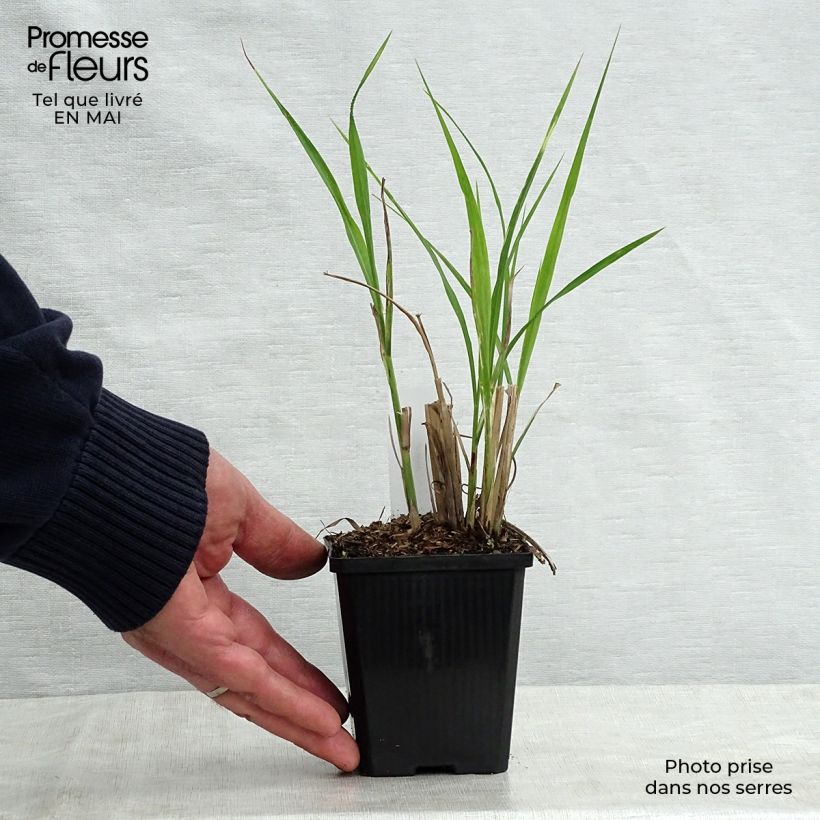 Exemplar von Chinaschilf Zebrinus - Miscanthus sinensis Kleine Töpfe von 8/9 cm wie im Frühjahr geliefert