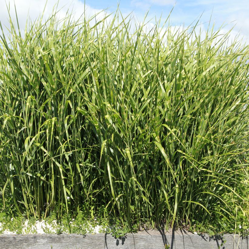 Chinaschilf Giraffe - Miscanthus sinensis  (Wuchs)