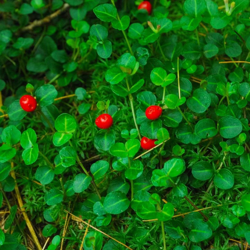 Mitchella repens - Rebhuhnbeere (Foliage)