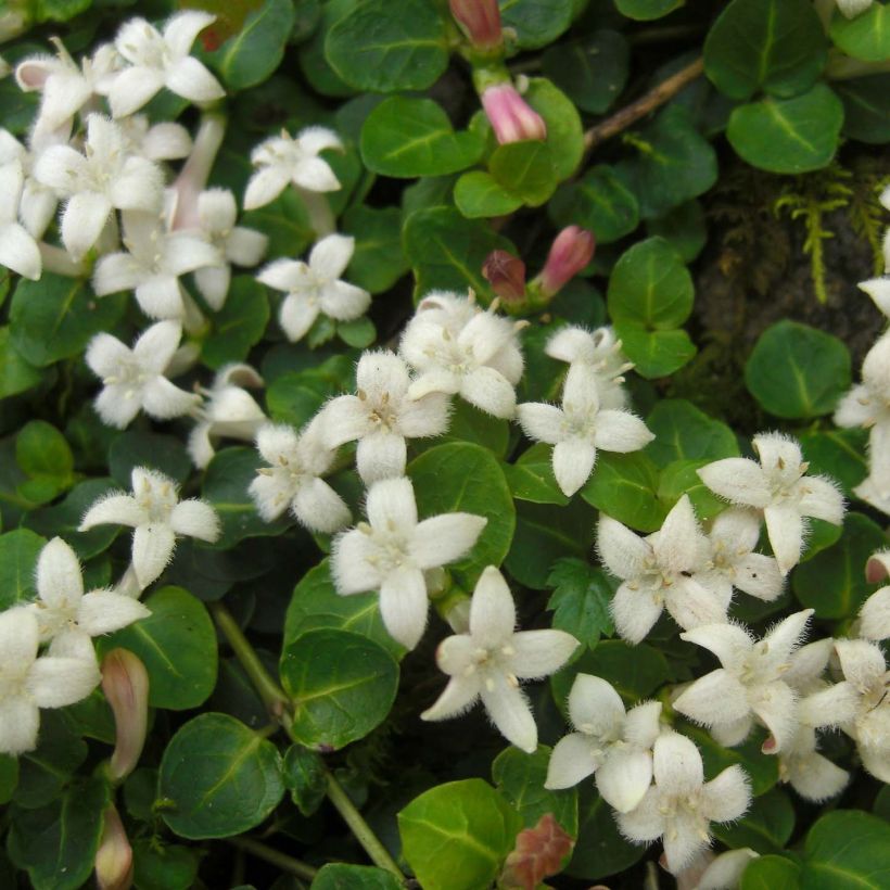 Mitchella repens - Rebhuhnbeere (Flowering)