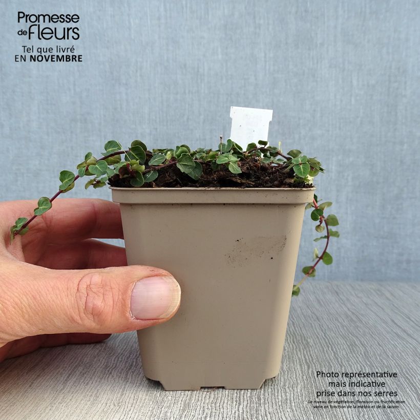 Example of Mitchella repens - Rebhuhnbeere Kleine Töpfe von 8/9 cm as you get in automne
