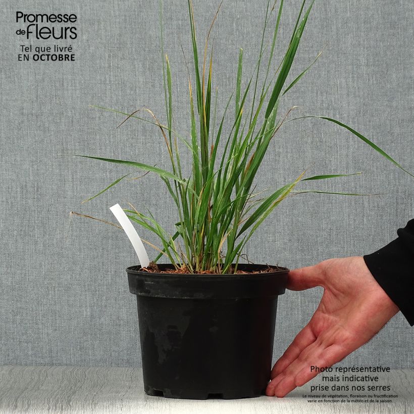 Example of Molinia caerulea subsp. arundinacea Karl Foerster - Rohr-Pfeifengras Topf mit 2L/3L as you get in automne
