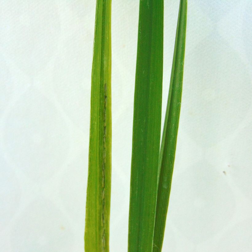 Molinia caerulea subsp. arundinacea Windsaule - Rohr-Pfeifengras (Foliage)