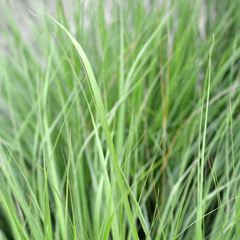 Molinia caerulea Heidezwerg - Blaue Pfeifengras (Foliage)