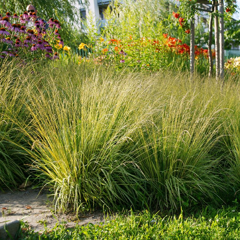 Molinia caerulea Heidezwerg - Blaue Pfeifengras (Plant habit)