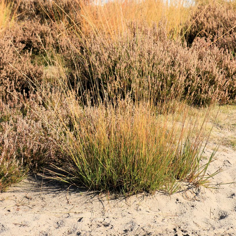 Molinia caerulea Moorflamme - Blaue Pfeifengras (Plant habit)