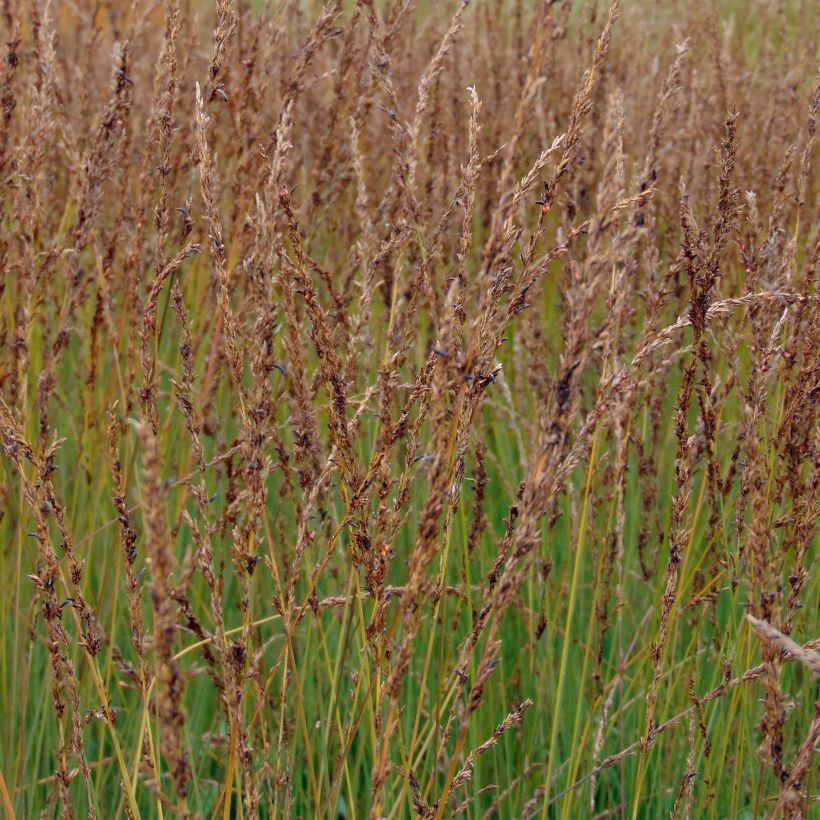 Molinia caerulea Moorhexe - Blaue Pfeifengras (Flowering)
