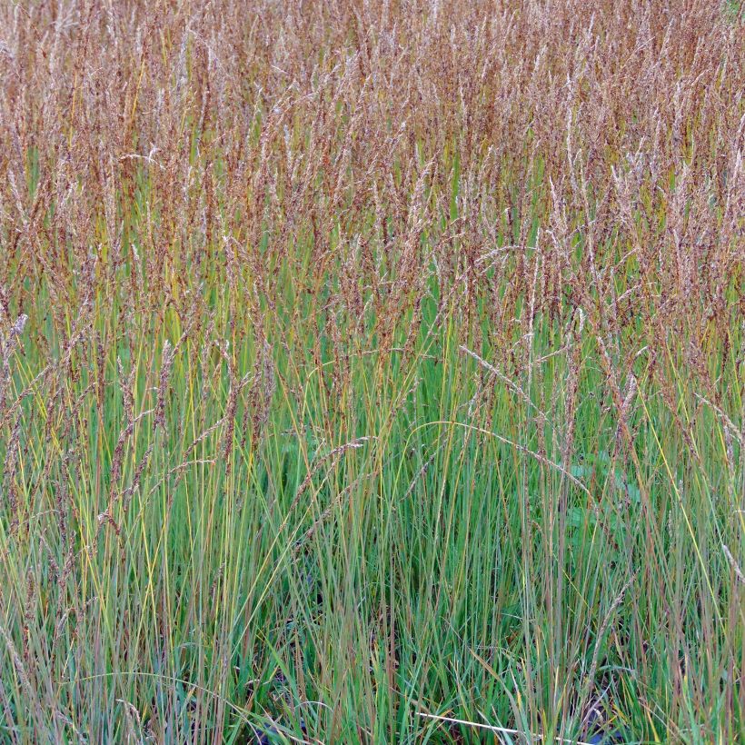 Molinia caerulea Moorhexe - Blaue Pfeifengras (Plant habit)