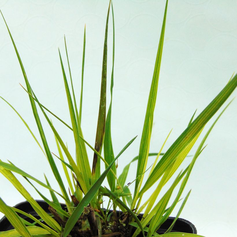Molinia caerulea Moorhexe - Blaue Pfeifengras (Foliage)