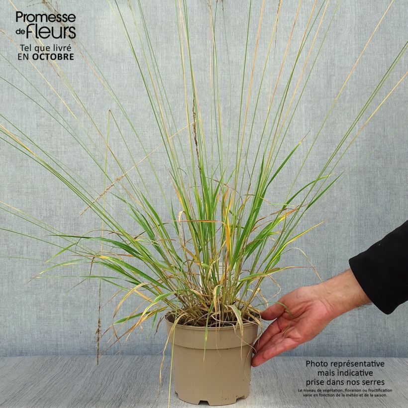 Example of Molinia caerulea Moorhexe - Blaue Pfeifengras Topf mit 2L/3L as you get in automne