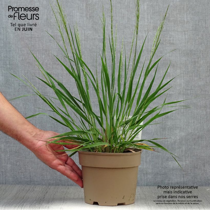 Exemplar von Molinia caerulea Moorhexe - Blaue Pfeifengras Topf mit 2L/3L wie im Sommer geliefert