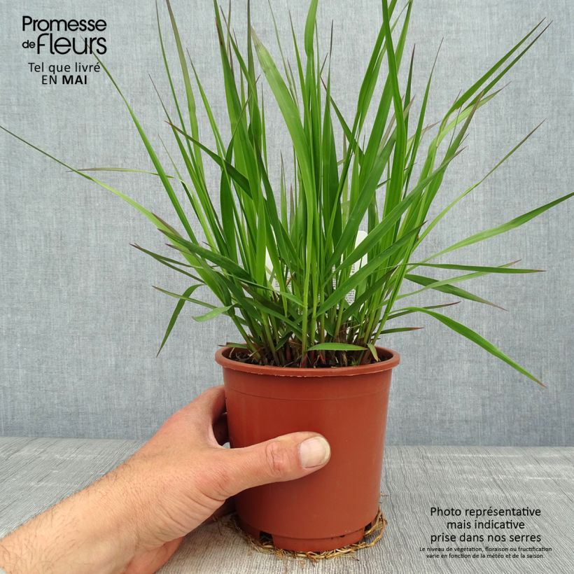 Exemplar von Molinia caerulea subsp. arundinacea Fontäne - Rohr-Pfeifengras Topf mit 1L/1,5L wie im Frühjahr geliefert