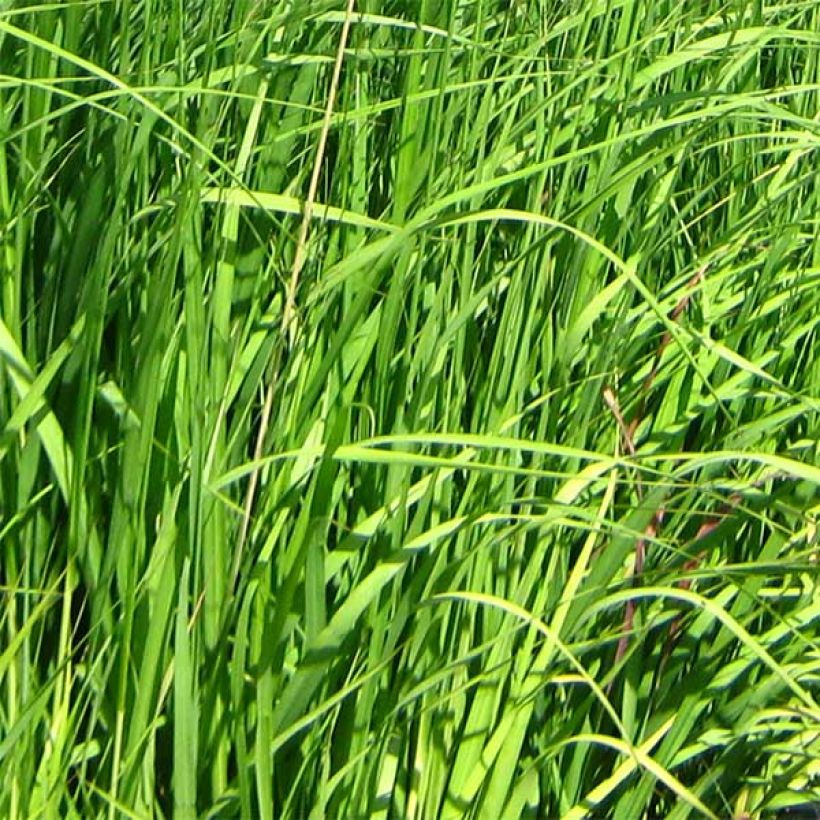 Molinia caerulea subsp. arundinacea Skyracer - Rohr-Pfeifengras (Foliage)