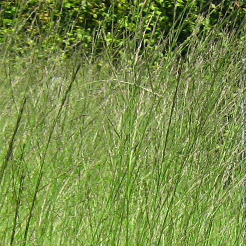 Molinia caerulea subsp. arundinacea Skyracer - Rohr-Pfeifengras (Flowering)