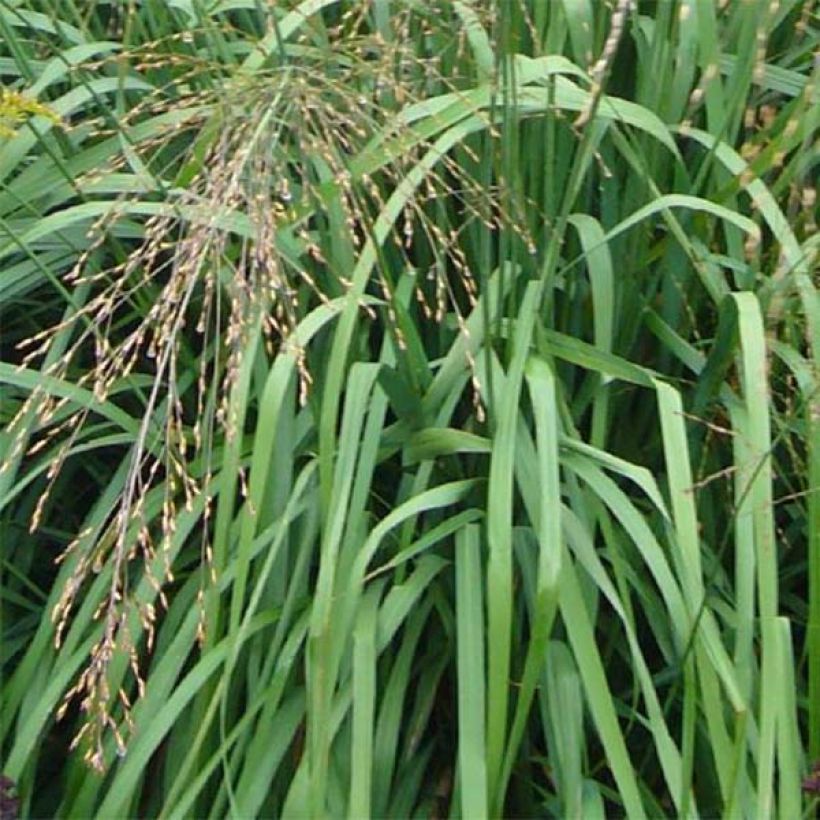 Molinia caerulea subsp. arundinacea Transparent - Rohr-Pfeifengras (Foliage)