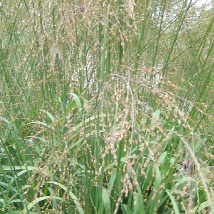Molinia caerulea subsp. arundinacea Transparent - Rohr-Pfeifengras (Flowering)