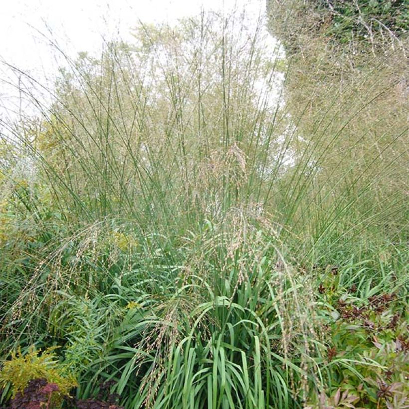 Molinia caerulea subsp. arundinacea Transparent - Rohr-Pfeifengras (Plant habit)