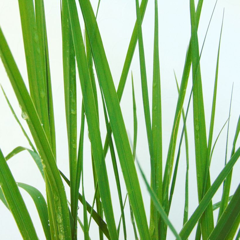 Molinia caerulea subsp. caerulea Heidebraut - Rohr-Pfeifengras (Foliage)