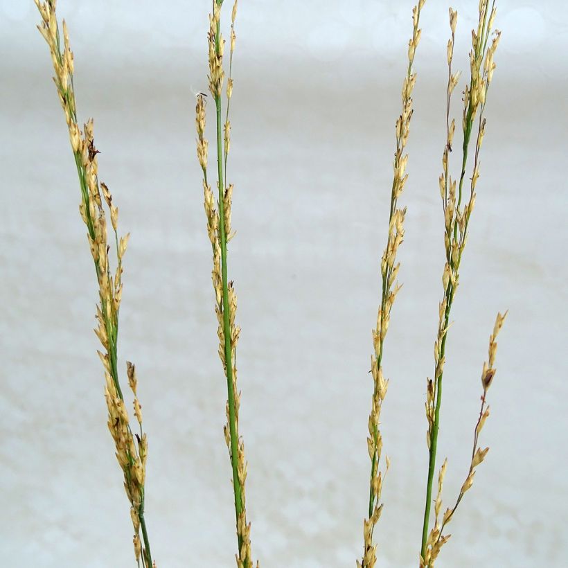 Molinia caerulea subsp. caerulea Heidebraut - Rohr-Pfeifengras (Flowering)
