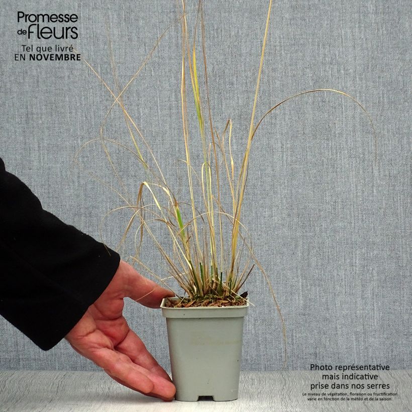 Example of Molinia caerulea subsp. caerulea Heidebraut - Rohr-Pfeifengras Kleine Töpfe von 8/9 cm as you get in automne
