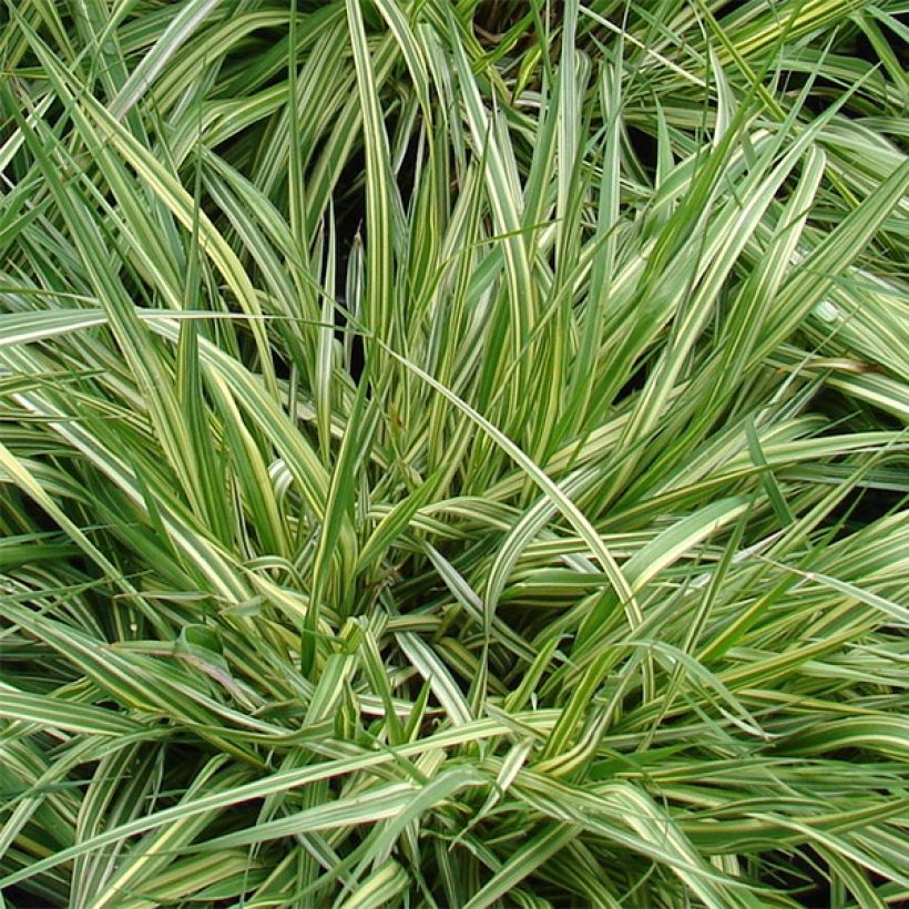 Molinia caerulea subsp. caerulea Variegata - Rohr-Pfeifengras (Foliage)