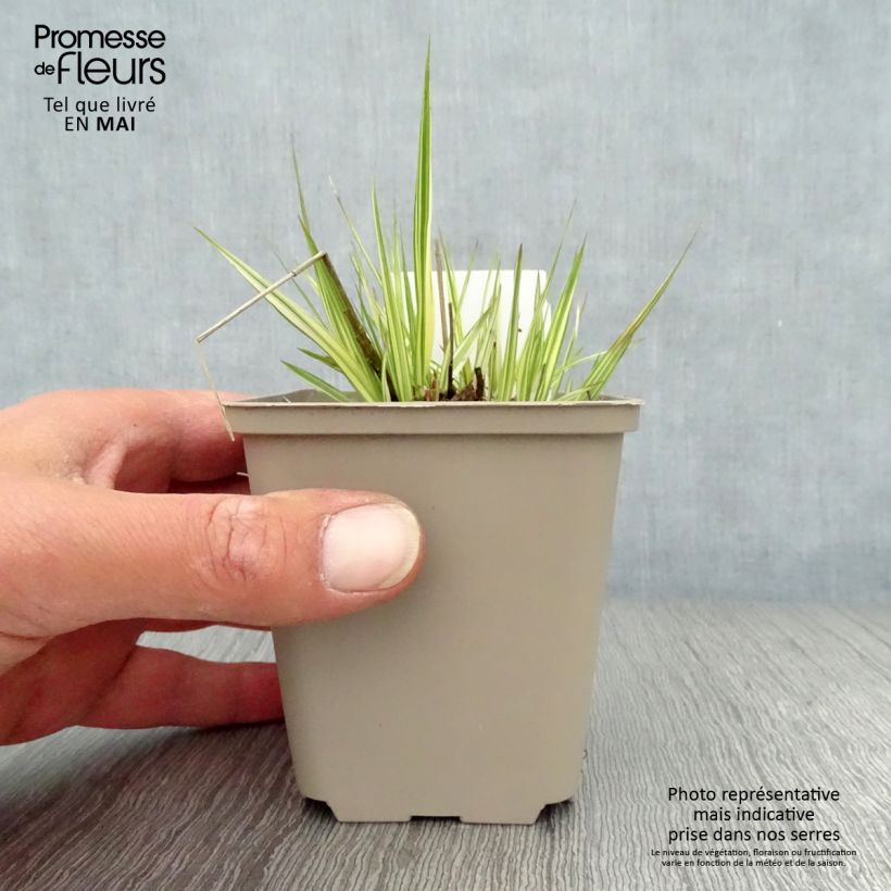 Exemplar von Molinia caerulea subsp. caerulea Variegata - Rohr-Pfeifengras Kleine Töpfe von 8/9 cm wie im Frühjahr geliefert