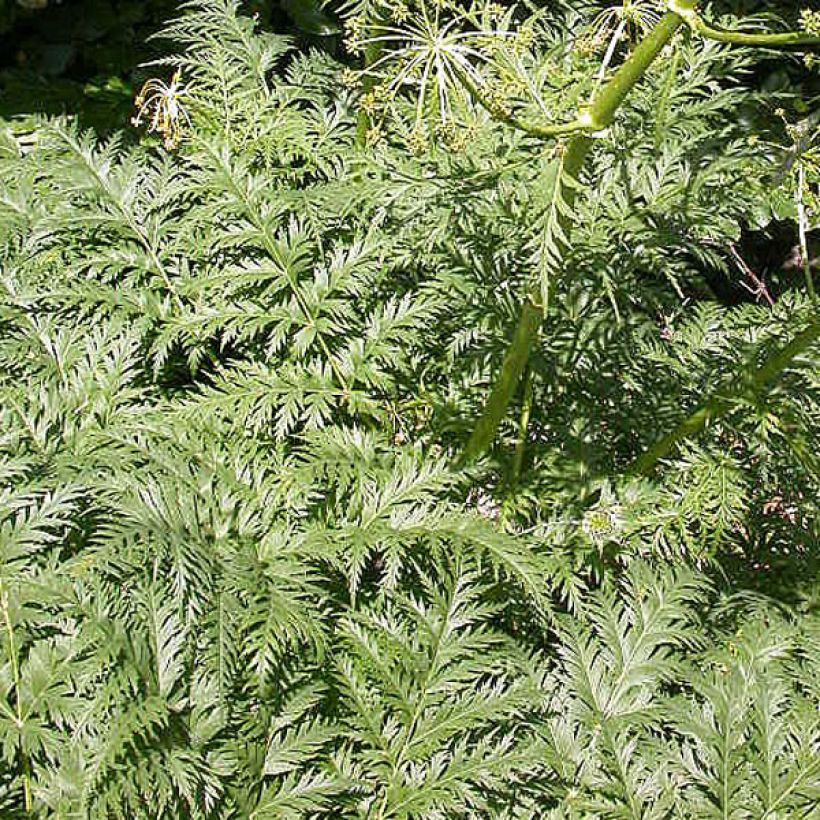 Molopospermum peloponnesiacum - Striemensame (Foliage)